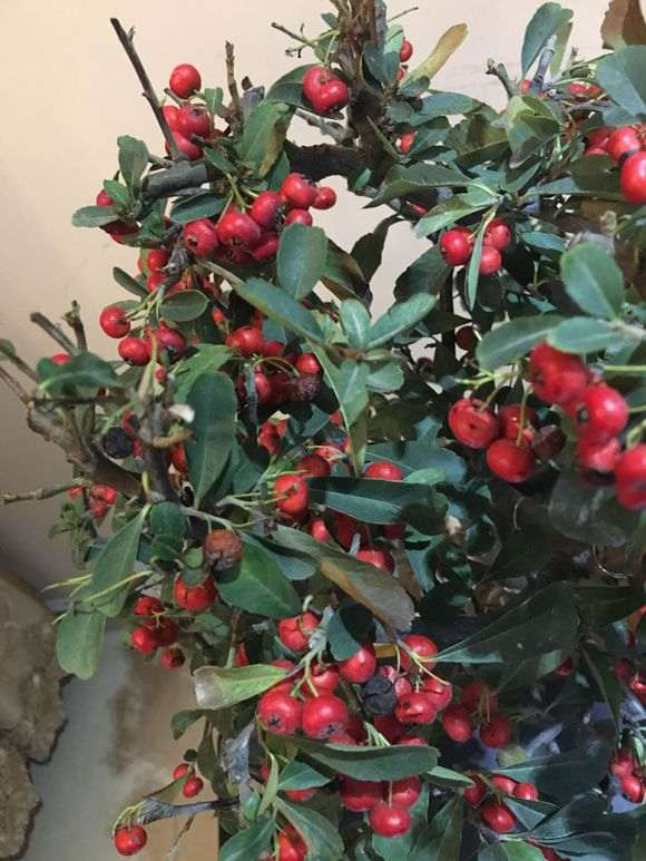 刚买的火棘下山桩 叶尖干枯 怎么办