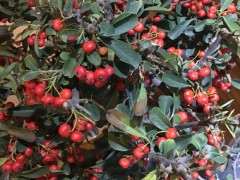 刚买的火棘下山桩 叶尖干枯 怎么办