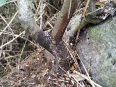 火棘下山桩 挖不出来 全是石头 图片