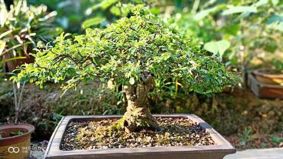 养5年的火棘下山桩 怎么样 图片