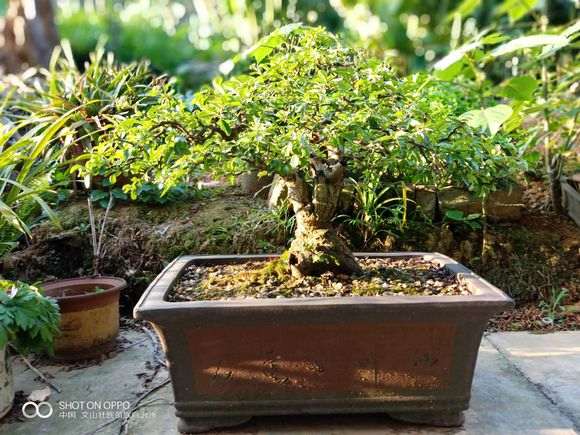 养5年的火棘下山桩 怎么样 图片