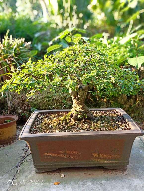 养5年的火棘下山桩 怎么样 图片