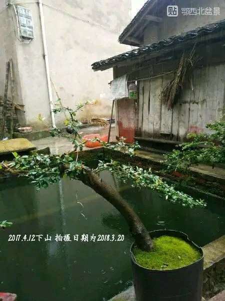 图解 火棘下山桩怎么高压制作的方法