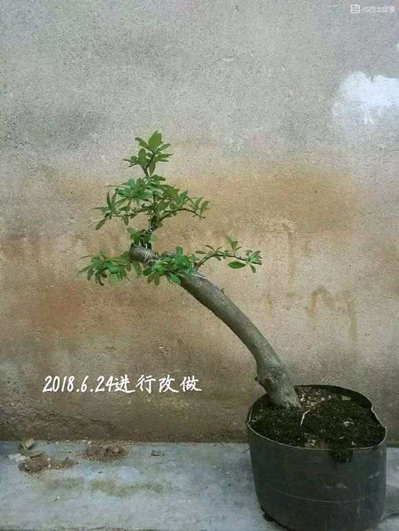 图解 火棘下山桩怎么高压制作的方法