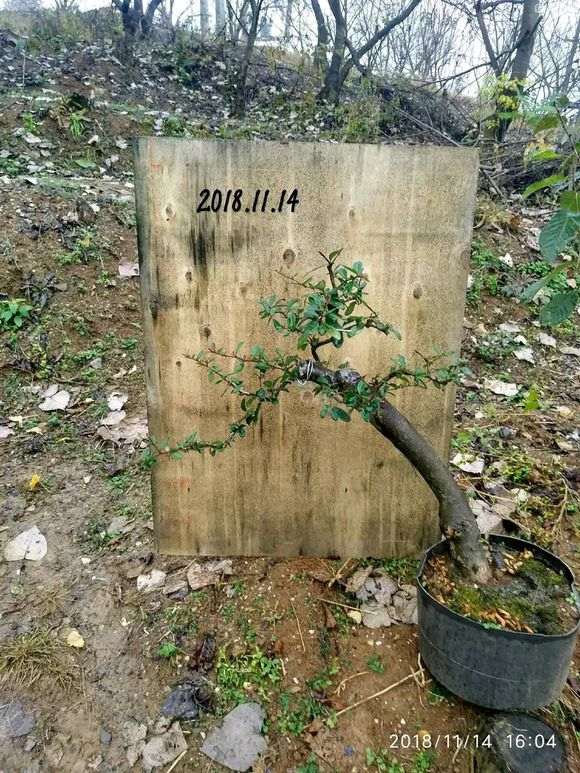 图解 火棘下山桩怎么高压制作的方法