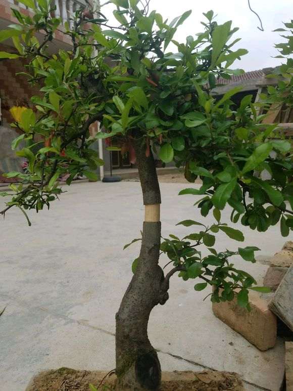 图解 火棘下山桩怎么高压制作的方法