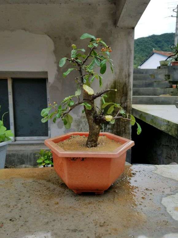 图解 火棘下山桩怎么高压制作的方法