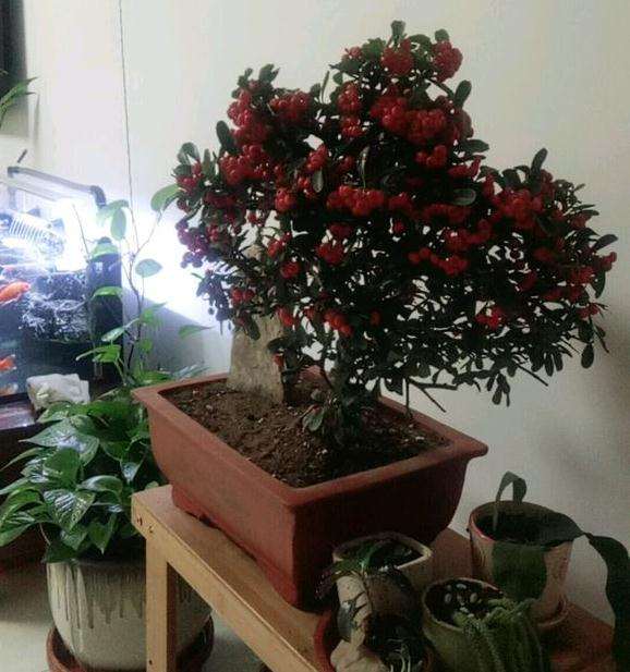 火棘下山桩出果后怎么浇水 图片