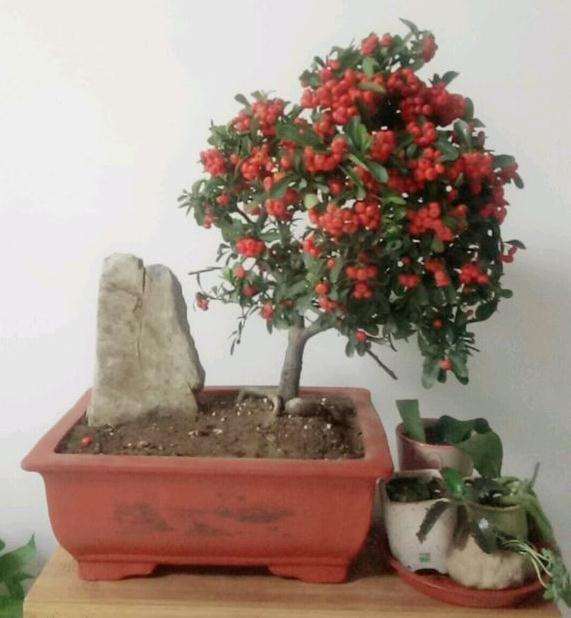 火棘下山桩出果后怎么浇水 图片