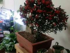 火棘下山桩出果后怎么浇水 图片