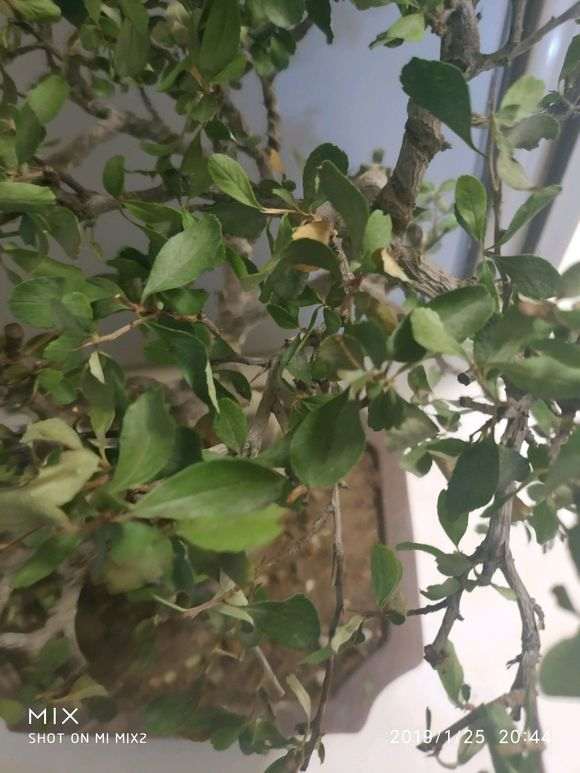 我的火棘下山桩 还能救活吗 图片