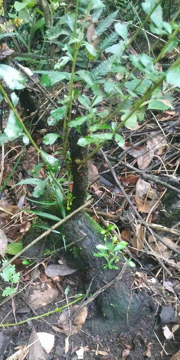 火棘下山桩什么时候挖 最合适 图片