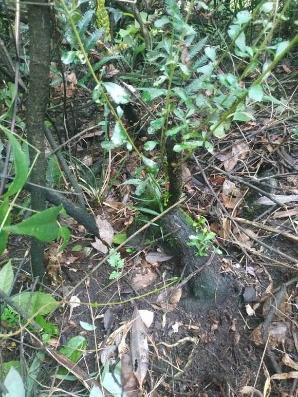 火棘下山桩什么时候挖 最合适 图片