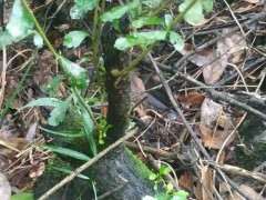 火棘下山桩什么时候挖 最合适 图片