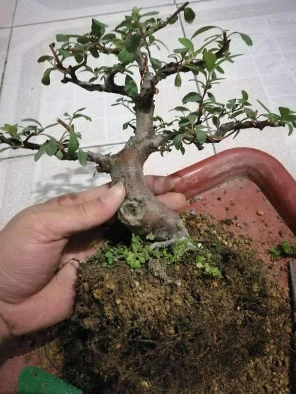 火棘下山桩怎么换盆的方法 图片