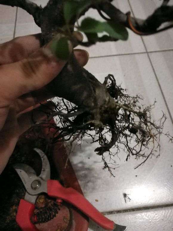 火棘下山桩怎么换盆的方法 图片