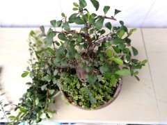 火棘下山桩怎么换盆的方法 图片