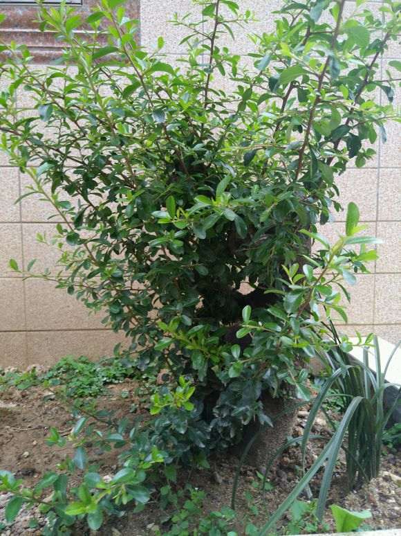 为什么火棘下山桩成型之时 就会死 图片