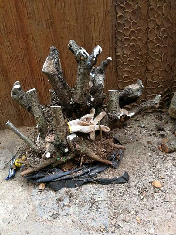 为什么火棘下山桩成型之时 就会死 图片