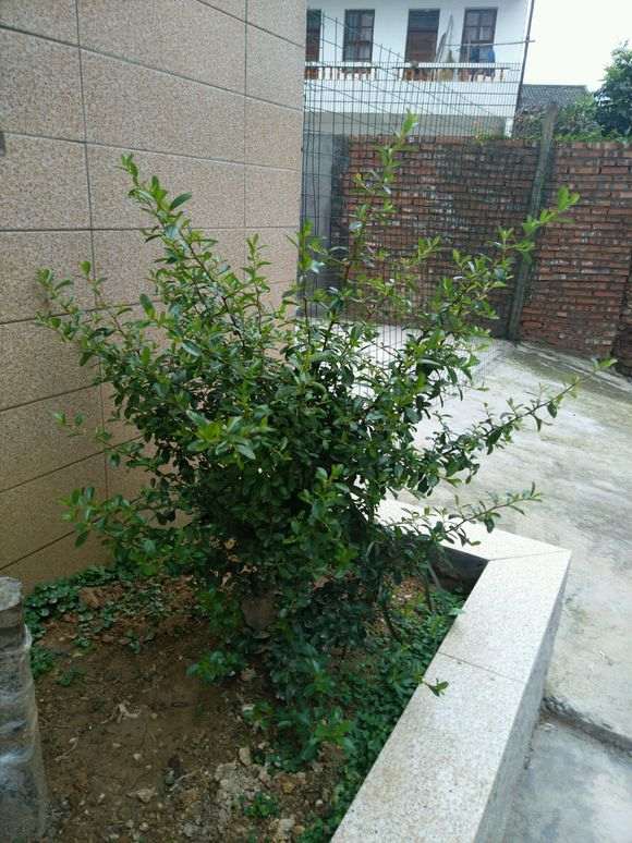 为什么火棘下山桩成型之时 就会死 图片