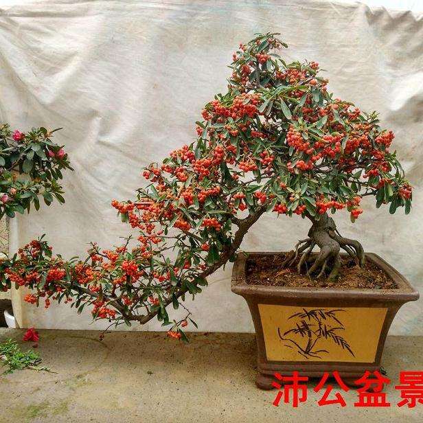 为什么火棘下山桩都带刺么 图片