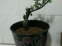 火棘下山桩好活吗 移栽多久能成活呢 图片