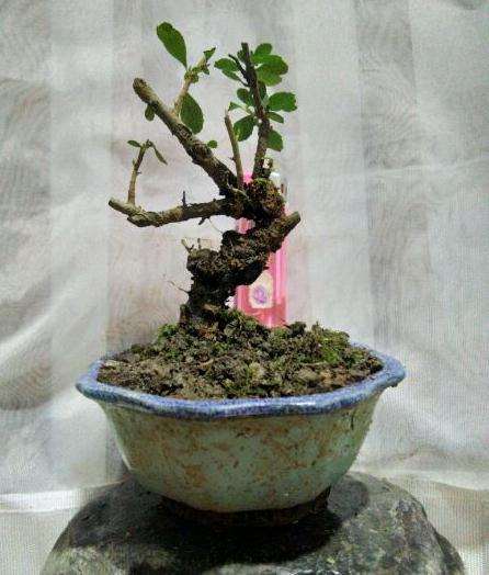 为什么火棘下山桩冬天落叶呢 图片