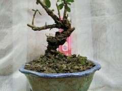 为什么火棘下山桩冬天落叶呢 图片