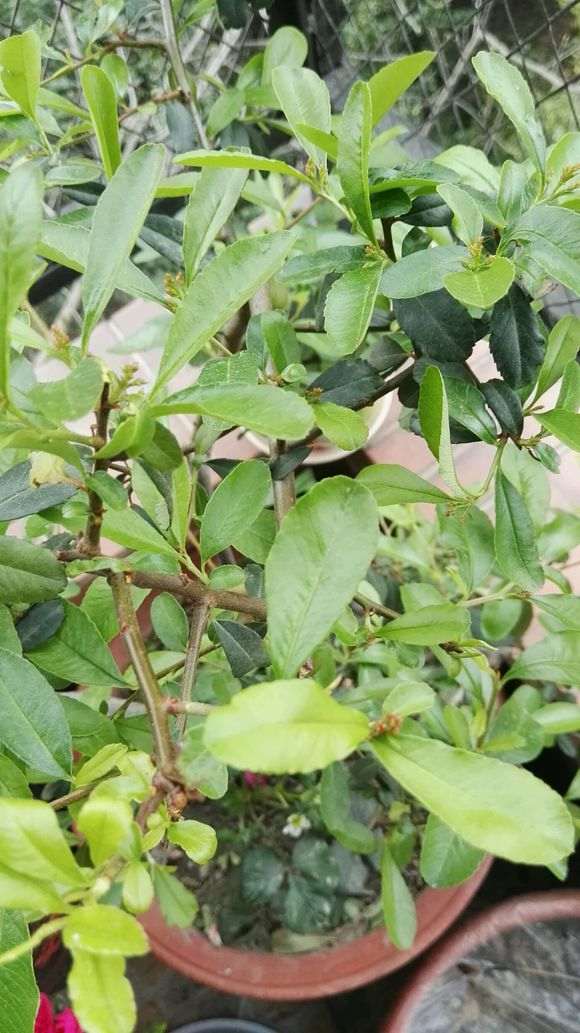 为什么火棘下山桩要人工授粉吗 图片