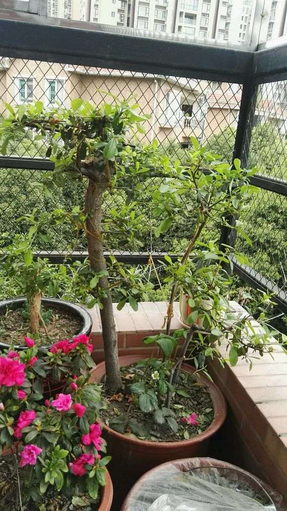 为什么火棘下山桩要人工授粉吗 图片