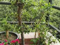 为什么火棘下山桩要人工授粉吗 图片