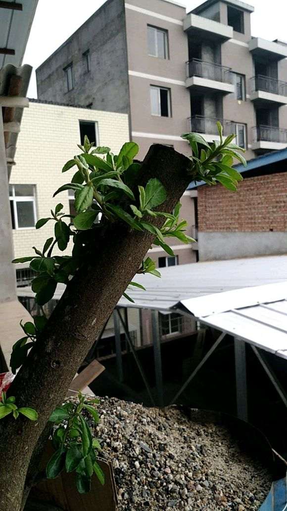 为什么火棘下山桩清明后种的是假生