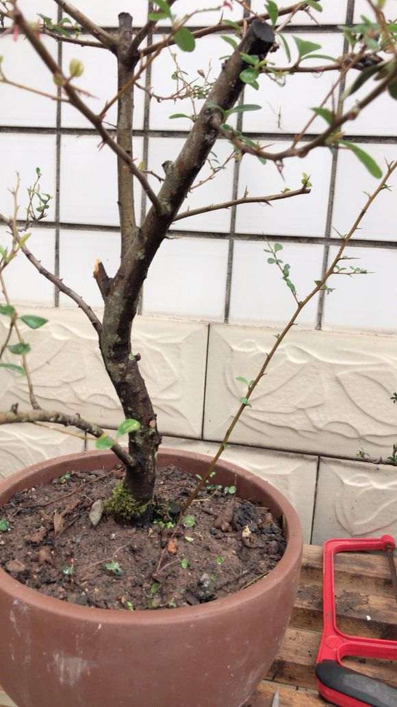 这个火棘下山桩怎么造型 图片