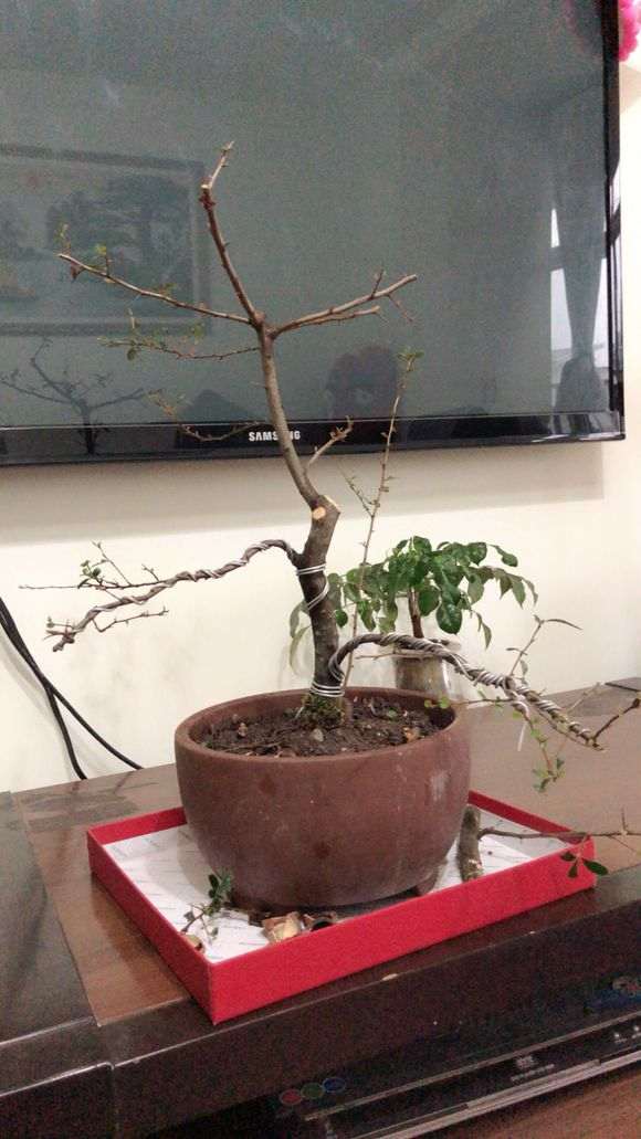 这个火棘下山桩怎么造型 图片