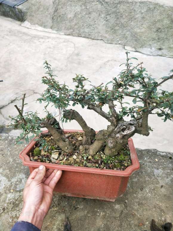 火棘下山桩果有枸杞大吗 图片