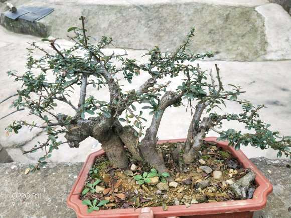 火棘下山桩果有枸杞大吗 图片