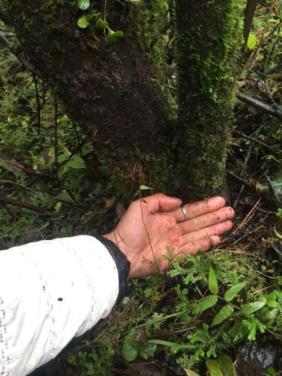 大型火棘下山桩怎么挖容易种活 图片