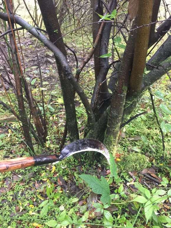 大型火棘下山桩怎么挖容易种活 图片