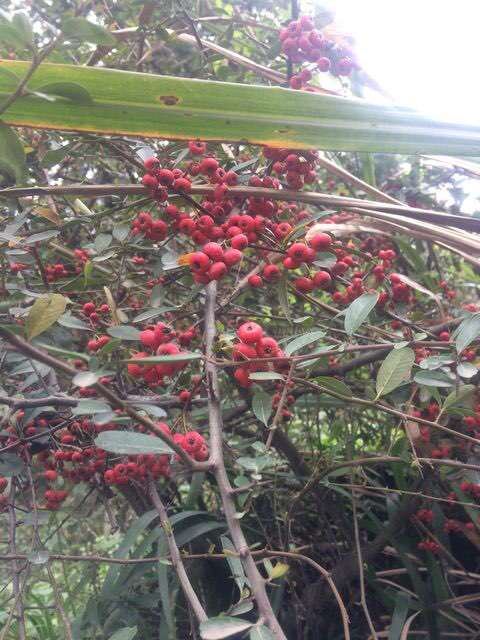 为什么火棘下山桩大的多 但有型的少