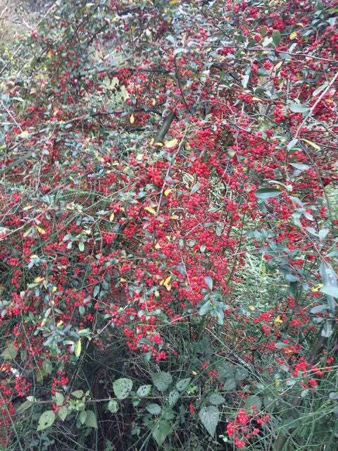 为什么火棘下山桩大的多 但有型的少