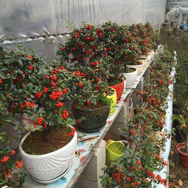 为什么火棘下山桩需要剪刺吗 图片