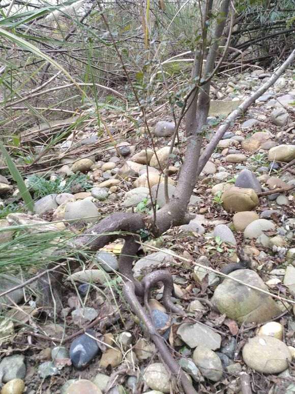 悬崖火棘下山桩 太难挖 怎么办 图片