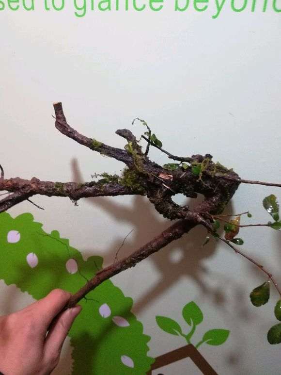 为什么重庆有很多火棘下山桩 图片