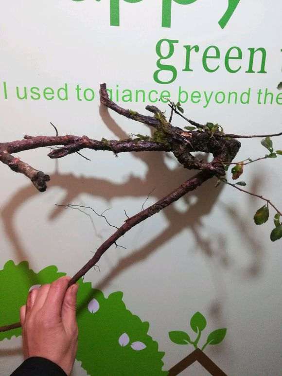 为什么重庆有很多火棘下山桩 图片