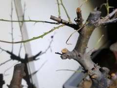 为什么火棘下山桩叶子掉光了 图片