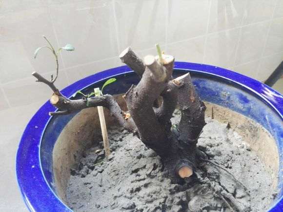 火棘下山桩上盆后怎么容易成活 图片