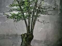 为什么火棘下山桩太多小刺 好难挖 图片