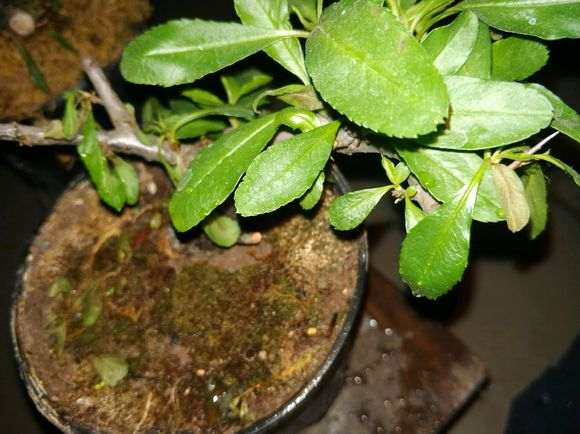 为什么火棘下山桩叶子会出现烧叶 图片