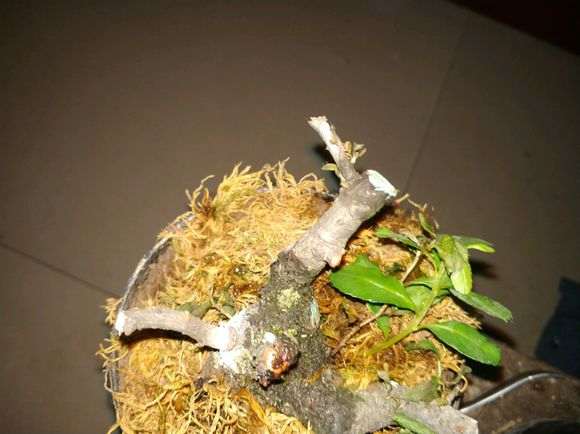 为什么火棘下山桩叶子会出现烧叶 图片