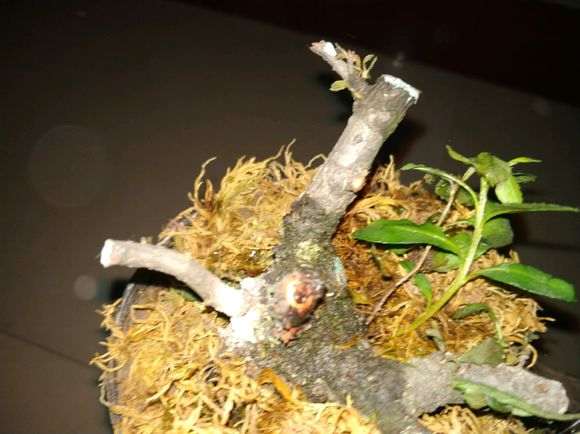 为什么火棘下山桩叶子会出现烧叶 图片